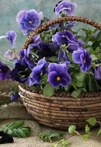 Анютины глазки