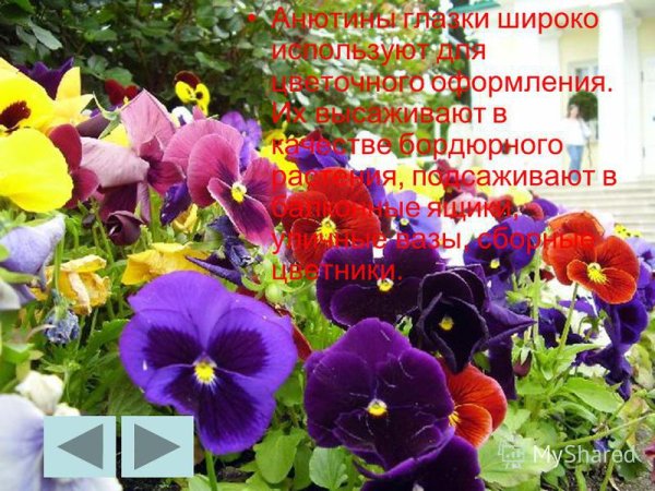 Поздравляем Анютины глазки