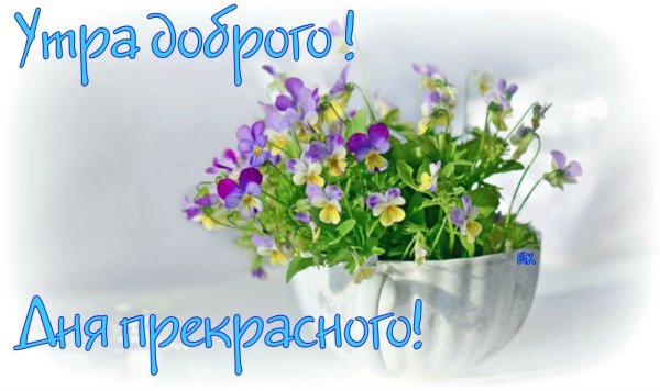 Анютины глазки цветы