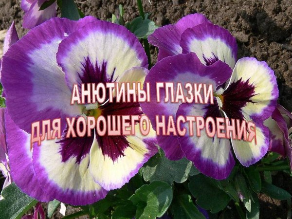 С добрым утром ффиадки