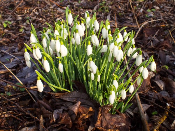 Galanthus nivalis l. Подснежник снежный