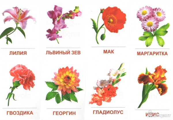 Цветы с названиями для детей