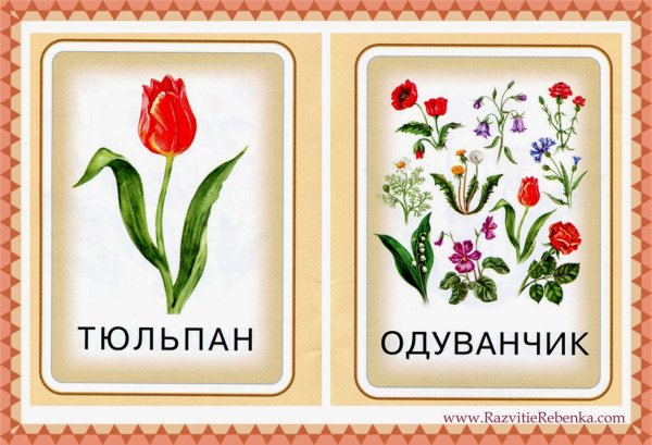 Обучающие карточки "цветы"