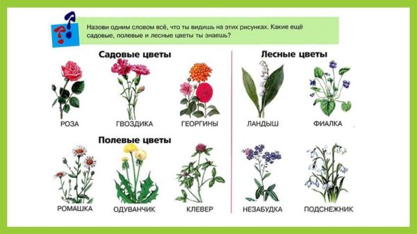 Цветы луговые полевые Лесные садовые