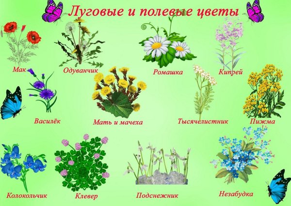 Полевые и садовые цветы для детского сада