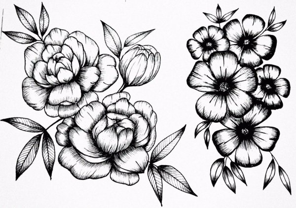 Черно-белые раскраски с цветущими цветами | Премиум Фото