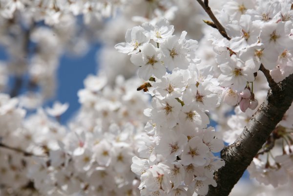 Дыхание апреля: какие цветы зацветают в наших садах?