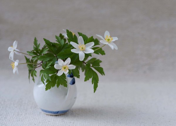 Букетик ветреницы Дубравной