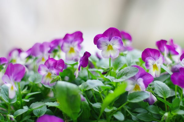 Природа цветы
