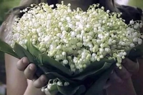 Охапка цветов тюльпаны
