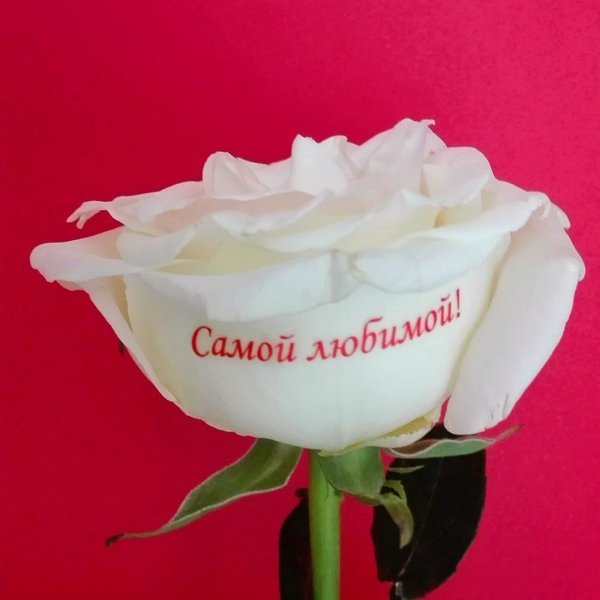 Цветы для любимой девушки