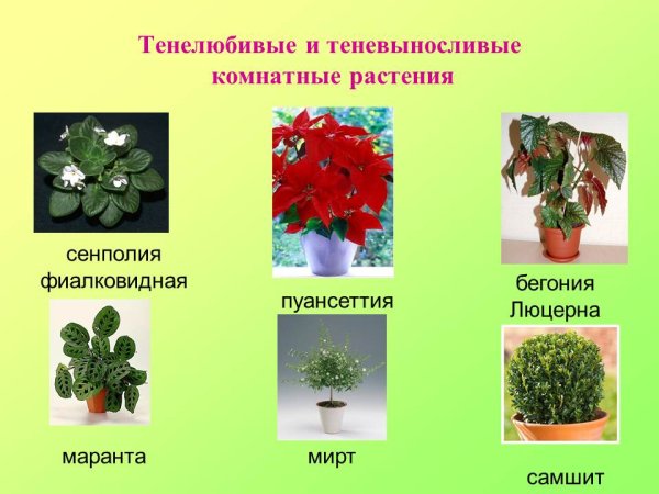 Комнатные цветы теневыносливые и тенелюбивые