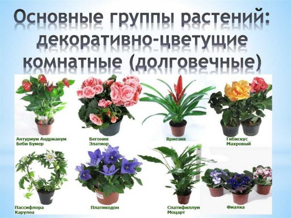 Комнатные цветы с названиями