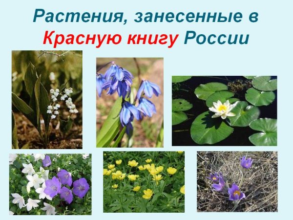 Цветы занесенные в красную книгу