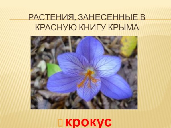 Растения Крыма занесенные в красную книгу