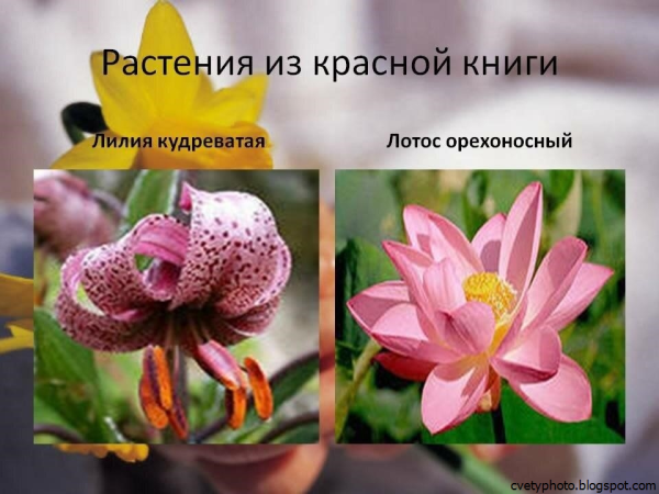 Цветы красной книги