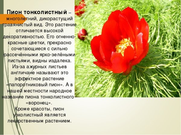 Пион тонколистный красная книга
