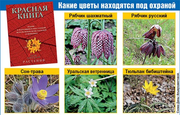 Женьшень Венерин башмачок