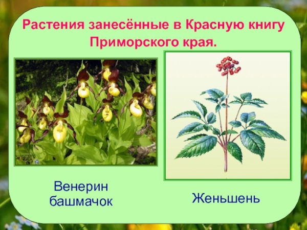 Растения Саратовской области