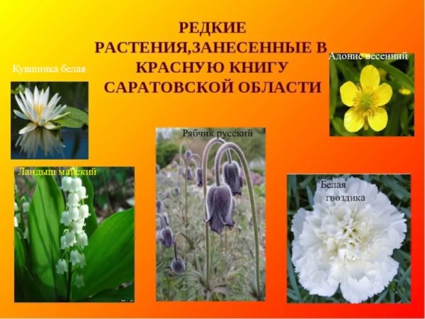 Растения занесенные в красную книгу