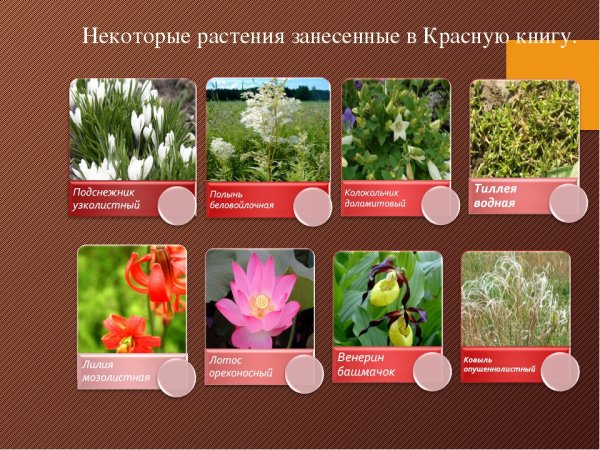 Растения из красной книги Кемеровской области