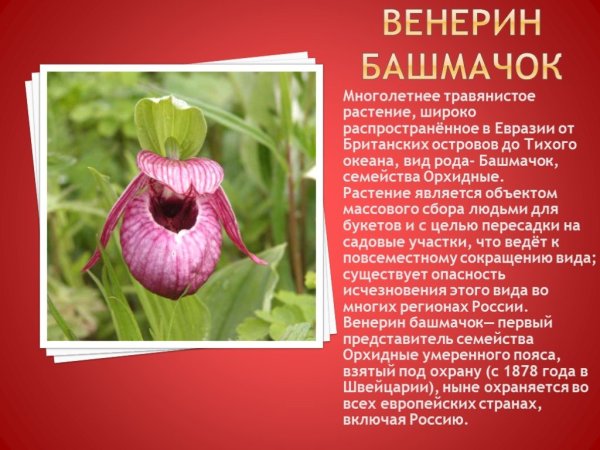 Редкие растения из Красной книги России
