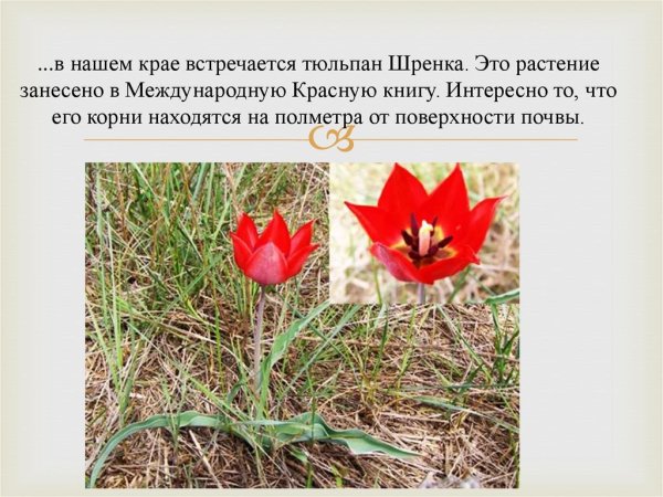 Растения занесённые в красную книгу России