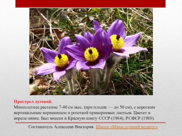 Тюльпан Шренка красная книга