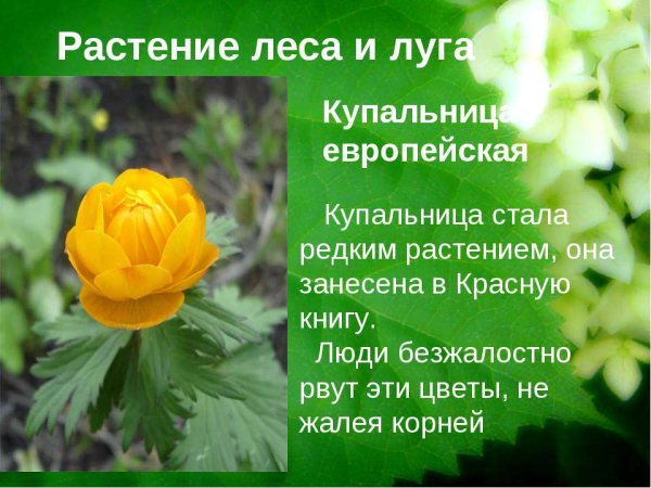 Растения занесённые в красную книгу России