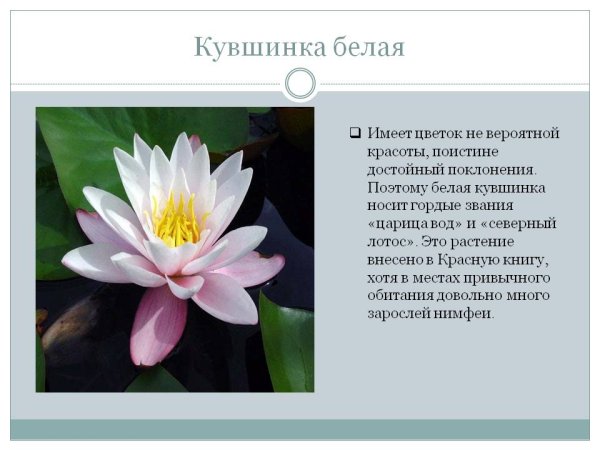 Лилия саранка краткое