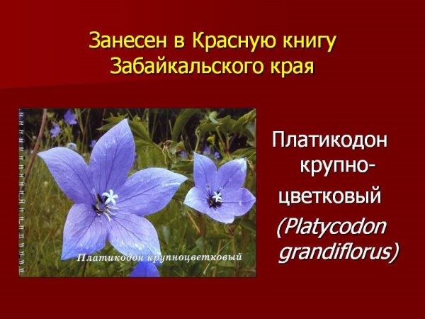 Редкие растения Татарстана
