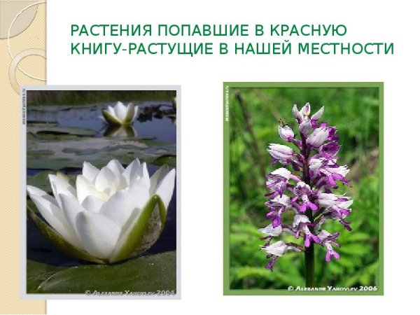 Редкие растения Саратовской области