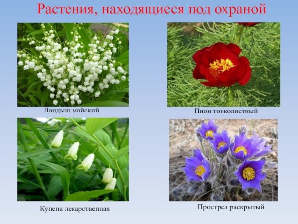 Цветы занесенные в красную 2кл