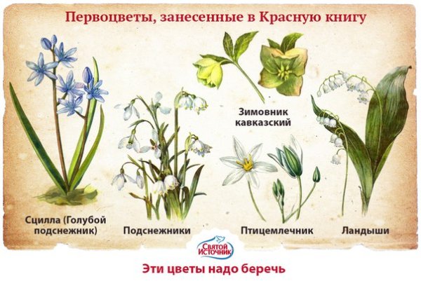 Растения из красной книги 2 класс Венерин башмачок
