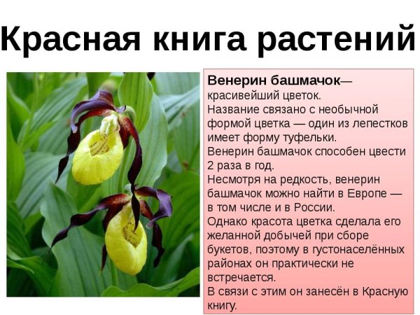 Кубышка малая красная книга Урала