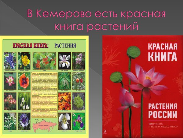Растения занесенные в красную кувшинка белая