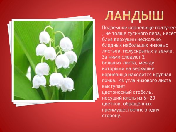 Купальницы балаболки