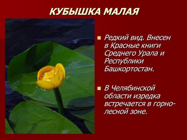 Аленький цветочек пион тонколистный