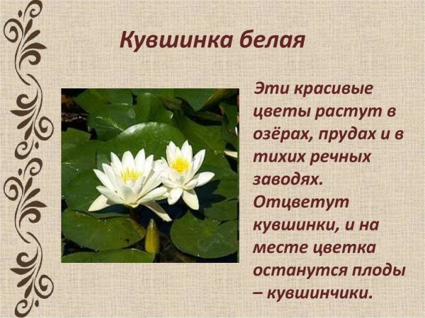 Растения красной книги Ландыш Майский