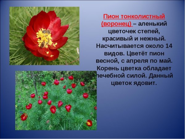 Краснокнижные растения рябчик шахматный