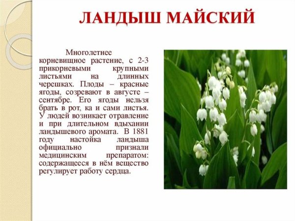 Тюльпан Шренка в Оренбургской области красная книга
