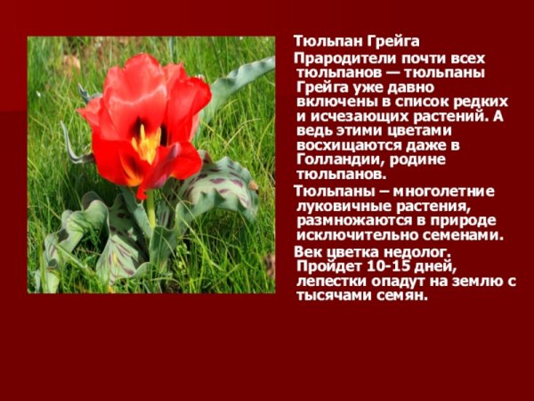 Исчезающие виды растений