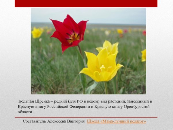 Первоцвет весенний красная книга