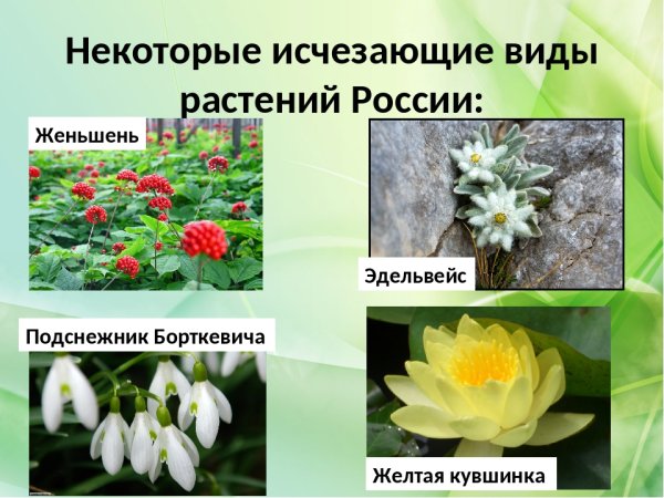 Растения Чувашии занесенные в красную книгу России