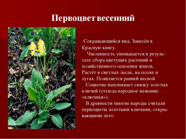 Кувшинка белая красная книга Чувашской Республики