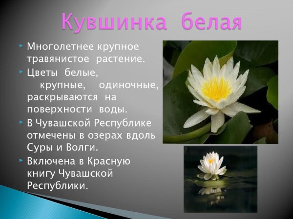 Редкие растения России Венерин башмачок