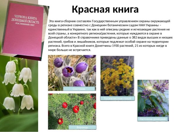 Купальница азиатская «лисица»