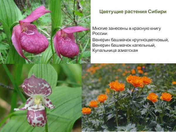 Прострел раскрытый систематика