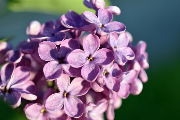Лилак цветы