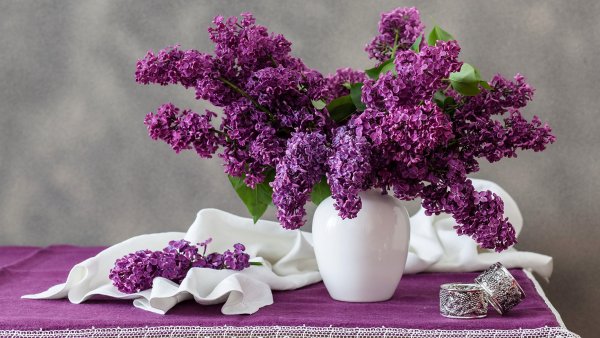 Цвет сирени